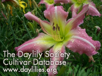 Daylily Sisters in Pink